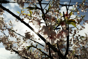 桜と春の陰影
