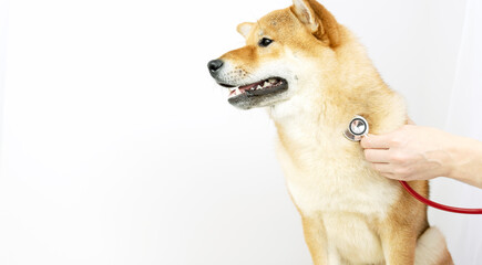 a dog with a stethoscope at the vet