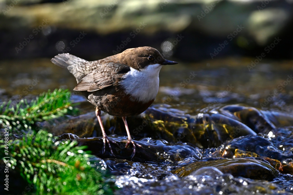 Poster Wasseramsel (Cinclus cinclus) an der Wupper - Wuppertal, Deutschland