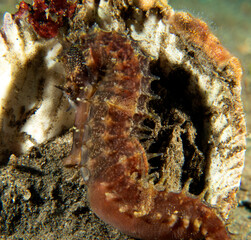 A Seahorse resting on a shell Dauin Philippines
