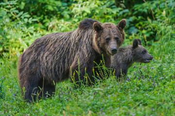 Brown Bear with Cub