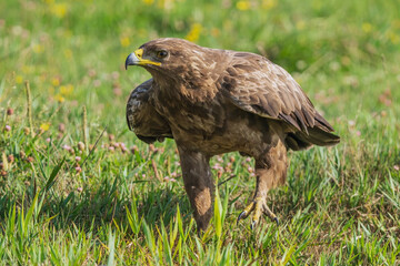 Lesser Spotted Eagle