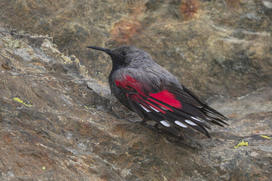 Wallcreeper