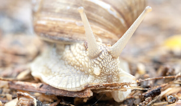 A snail or slug on a footpath