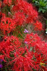 仏教の花　彼岸花