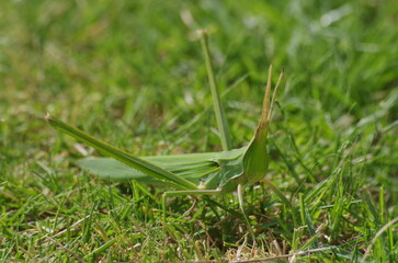 日本最大のバッタ　ショウリョウバッタ