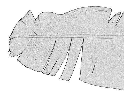 Feuille de bananier 