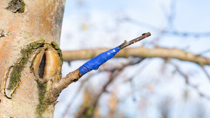 grafting on a fruit tree