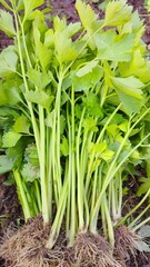 Obraz premium fresh green onions