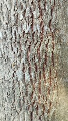 bark of a tree