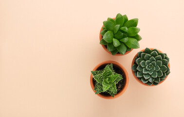 Horizontal banner with succulent home plants in brown clay pots on light backdrop