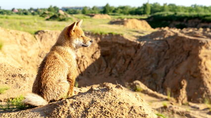 Shiba Inu puppy in nature