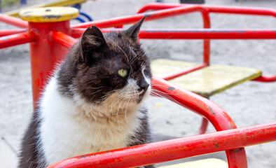 Black street angry cat close up