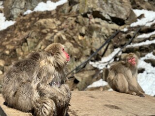 Japanese macaques from Jigokudani Snow Monkey Park