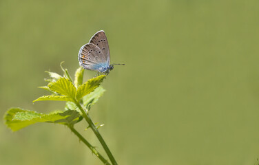 Beautiful Blue Eyed Butterfly (Polyommatus bellis) on the plant.​
