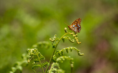 Spanish Queen butterfly (Issoria lathonia) on plant