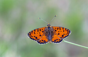 Spotted Iparhan butterfly (Melitaea didyma) on the plant.​