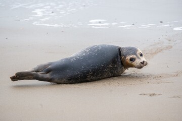 young seal on the beach of westkapelle Zeeland Netherlands in February