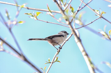 日本の鳥　エナガ