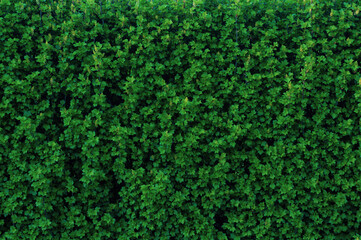 Many ivy leaves cover the wall, close-up natural plant panoramic background