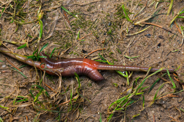 Gemeiner Regenwurm ( Tauwurm ) bei der Kopulation