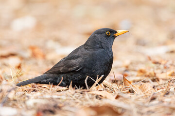 Obraz premium Mirlo común macho de perfil en el suelo del bosque 