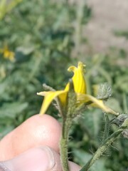 Flower of the Solanum lycopersicum or flower of the tomato in the garden