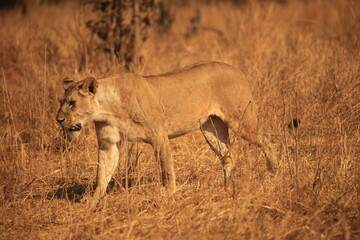 a lioness in the dry grasslands of Tanzania