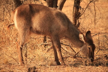 waterbuck antelope in dry bushlands of Tanzania