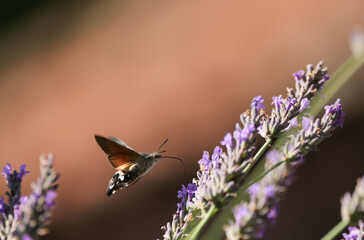 a flying hawk moth approaches a lavender plant, brown background