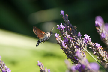 a flying hawk moth approaches a lavender plant, green background