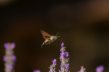 a flying hawk moth approaches a lavender plant, black background