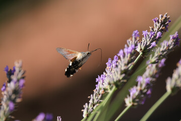 a flying hawk moth approaches a lavender plant, brown background