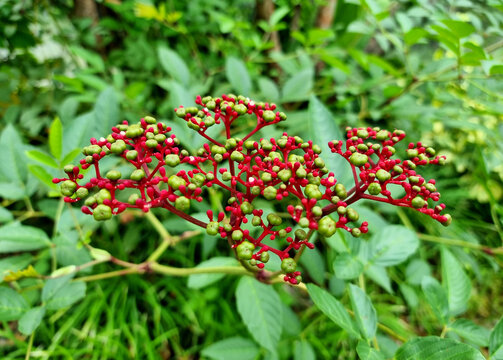 Close-up of the small green and red seeds of the Leea Rubra plant