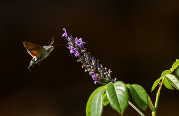 a flying hawk moth approaches a lavender plant, black background