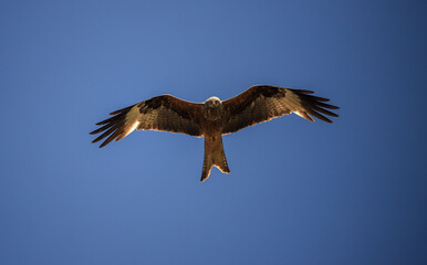flying red kite in the blue sky