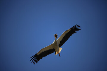 flying white stork with nesting material in its beak