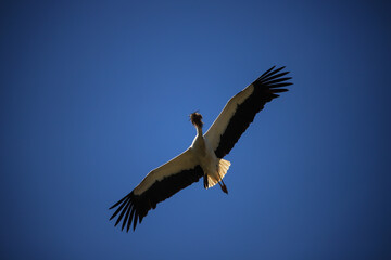 Obraz premium flying white stork with nesting material in its beak