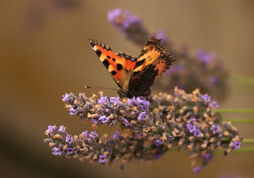 aglais urticae butterfly on lavender