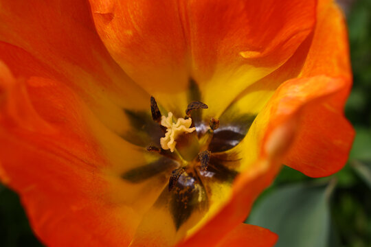 macro image of a orange tulip flower