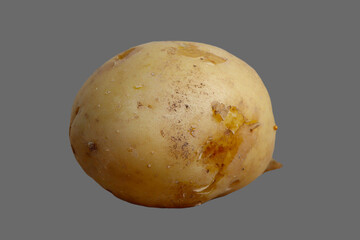 Tuber, root of potato vegetable.