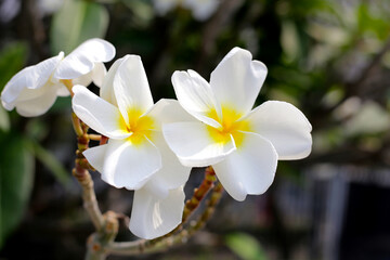 Obraz premium Plumeria or frangipani flower. Tropical tree