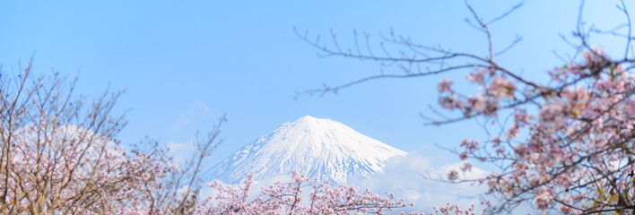 Fuji mountain with cherry blossom sakura tree, Fuji san is the most famous vocano mountain in Japan.