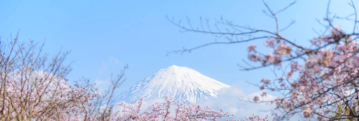 Foto auf Glas Fuji mountain with cherry blossom sakura tree, Fuji san is the most famous vocano mountain in Japan. © torjrtrx