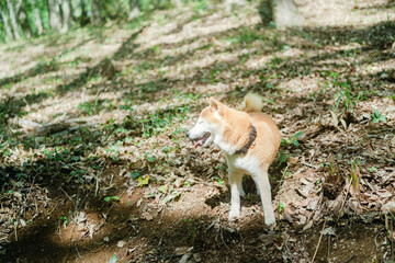 森を楽しむ女性