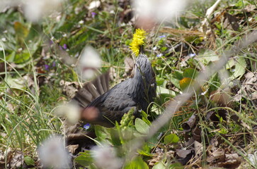 タンポポを食べる日本の鳥　ヒヨドリ