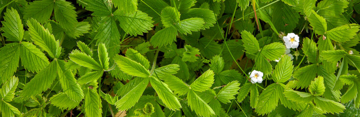 Various types of vegetation in banner format. Different colors of natural plant leaves to decorate banners. Summer meadow colors in plant leaves.