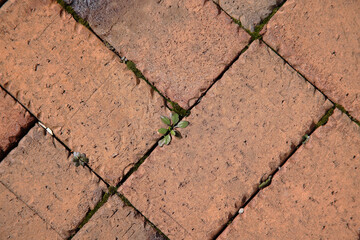 Weeds growing in a brick patio.
