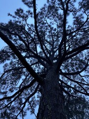 Vertical pine tree Fairhope Al