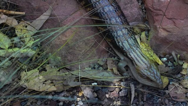 A green lizard blue tongue skink head slowly moving between bushes